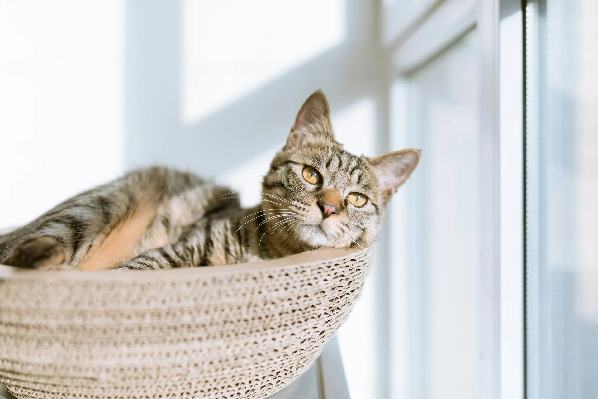 chat-domicile Chat à domicile