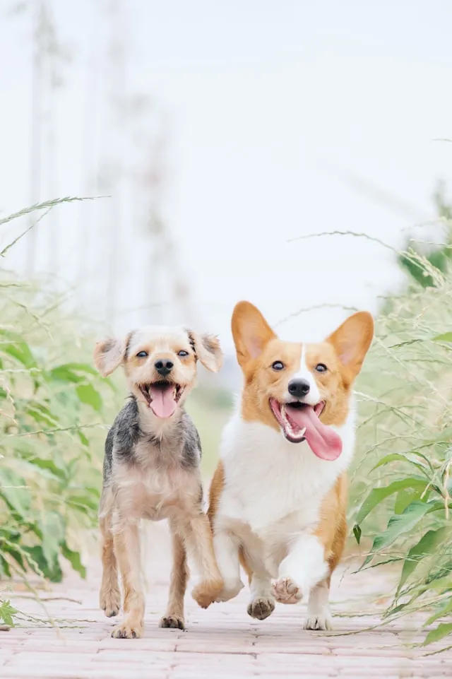 deux chiens