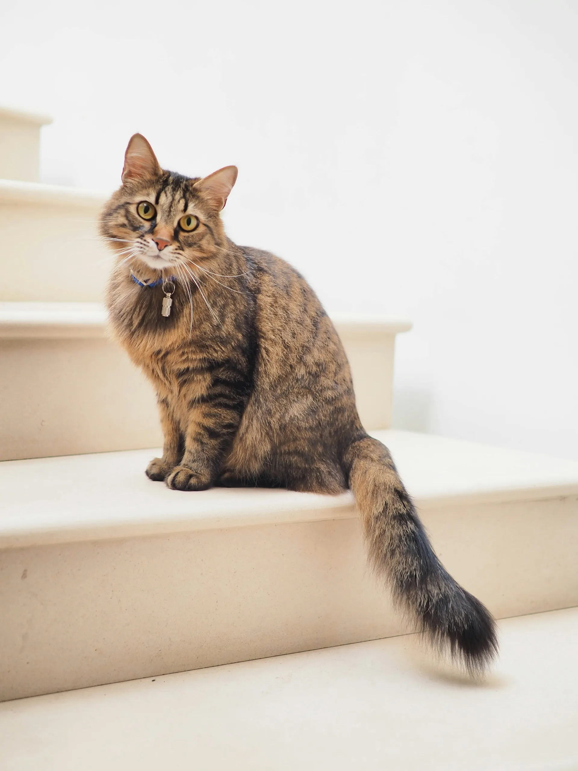 gardiennage-chat Gardiennage chat